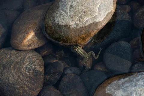 A marsh frog from above in a river pool surrounded by pebbles Stock Photos