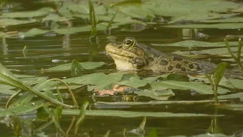 Marsh Frog. A close-up of a noisy Marsh Frog   (Pelophylax ridibundus)   939 Stock Footage 164400039