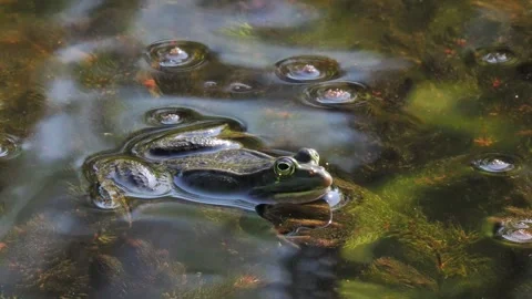 Marsh frog croaking with inflated vocal sacs in pond water natural ambient so Stock-Footage 334680534