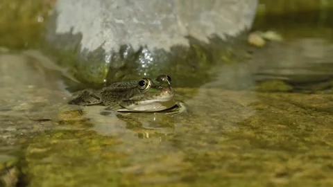 Marsh Frog Croaking While Resting In Shallow Water At Night In The River. - Stock Footage 342319354