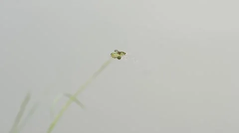  marsh frog floats on water surface Stock Footage 68007008