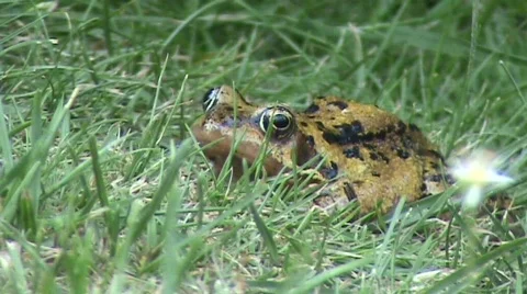 Marsh frog Video stock 474431