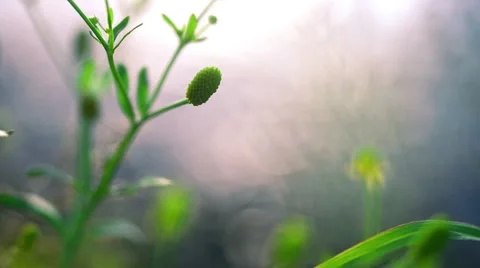 Marsh Frog Stock Footage 47855596