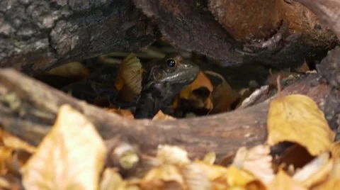 Marsh frog hiding between leaves and wood snapping for some food Stock Footage 43812088