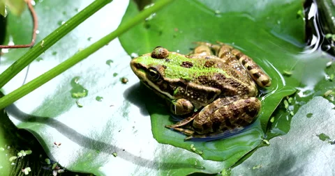 Marsh Frog Jumping Stock Footage 154465489