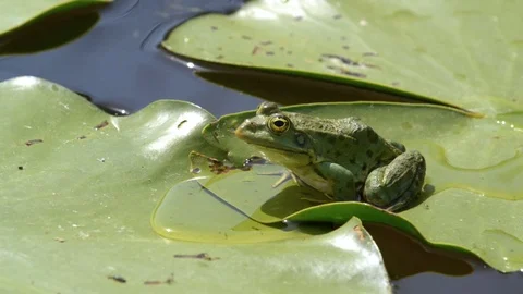 Marsh frog in the lake Stock Footage 72193625
