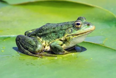 Marsh frog on the lake Stock Photos