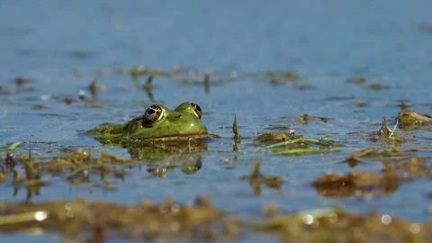 Marsh frog (Pelophylax ridibundus) on the surface of a lake Stock Footage 291015362