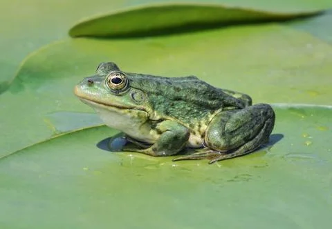 Marsh frog Stock Photos