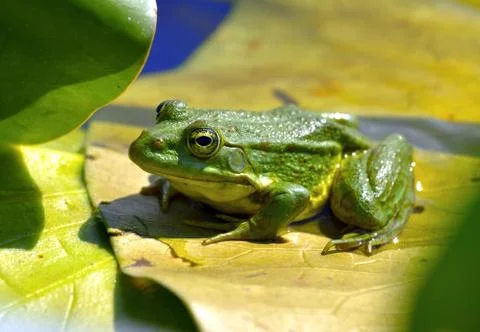 Marsh frog Stock Photos