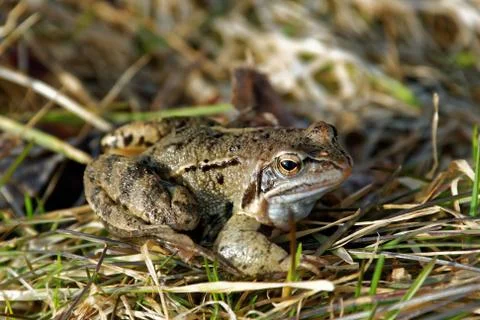 Marsh frog Foto stock