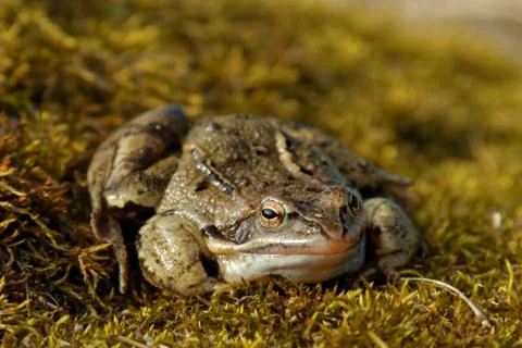 Marsh frog Stock Photos