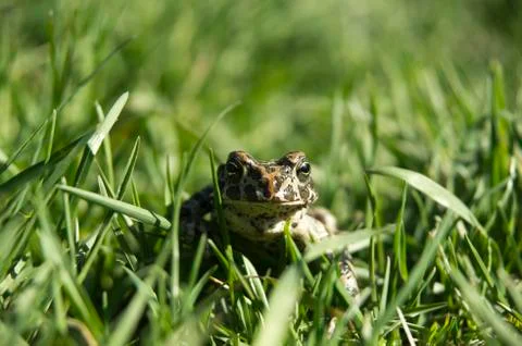 Marsh Frog Stock Photos