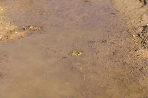Marsh frog Stockfoto's
