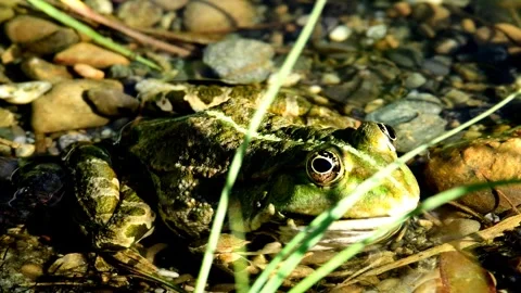  marsh frog in a pond in Germany Stock Footage 339440027