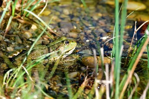 Marsh frog in a pond in Germany Stock Photos