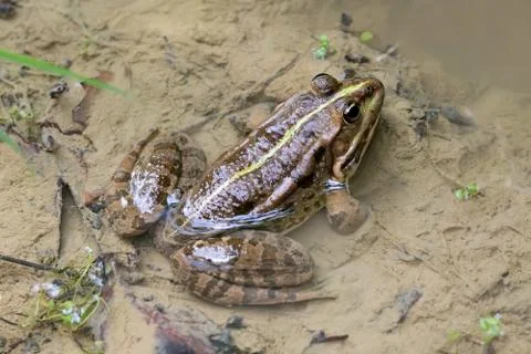 Marsh frog in a puddle Stock-Fotos