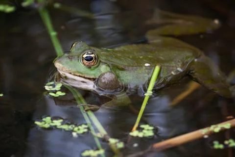 Marsh Frog resting in a pond Stockfoto's