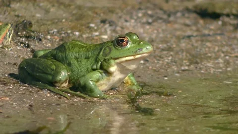 Marsh frog on a sandy shore in the splash zone. Stock Footage 163423305