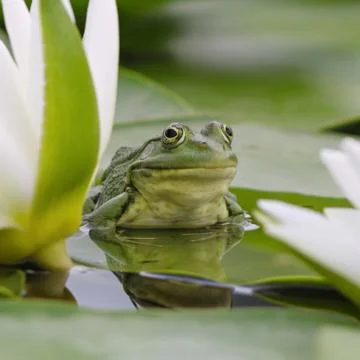 Marsh frog sits on a green leaf Stock Photos