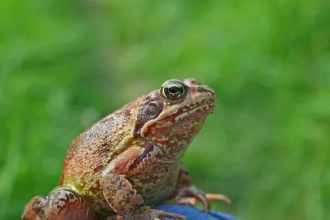 Marsh frog sits on a green leaf Stock Photos