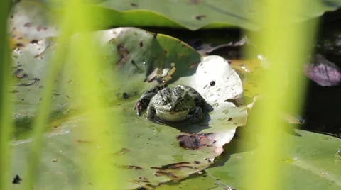 Marsh frog sitting on the green leaves among water lilies on the lake Видео 67108166