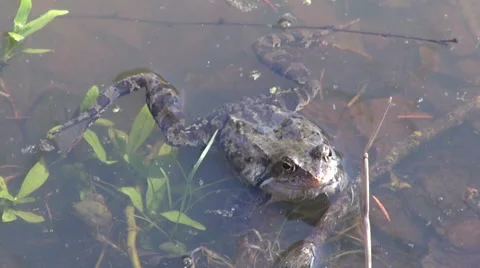 Marsh frog in spring Stock Footage 68714641