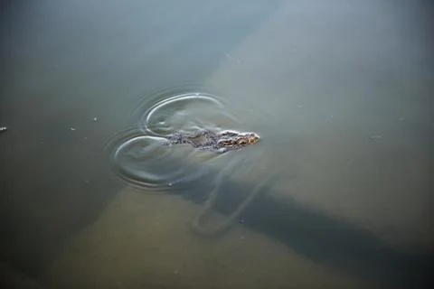 Marsh Frog swimming in the Lithuania Stock Photos
