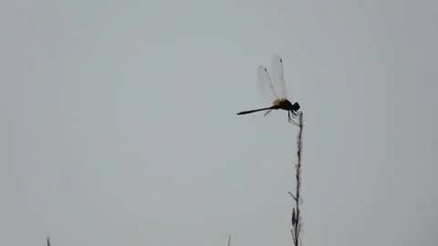 Marsh glider dragonfly on stalk of grass swaying dance 動画素材 252800985