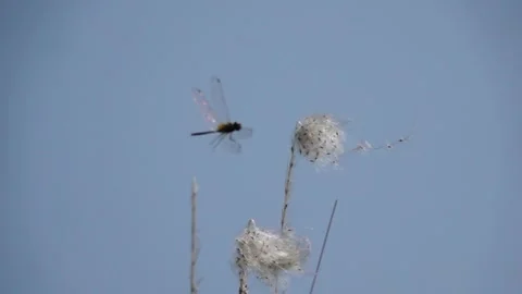 Marsh glider dragonfly on stalk of grass swaying while wind blows pollens 動画素材 252801057