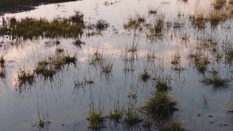 Marsh Grass and Clouds Reflecting in Water at Sunset 4K Видео 335314142