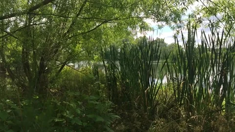 Marsh grass and foilage 库存影片 136974403