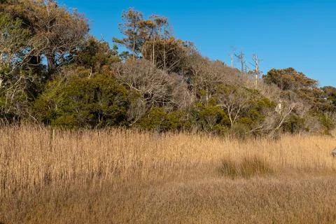 Marsh Grass and Forest Edge at Oak Island Stock Photos