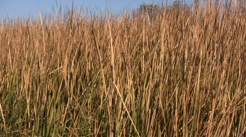 Marsh Grass Background Stock Footage 77277