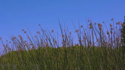 Marsh Grass with Blue Sky Video stock 185622049
