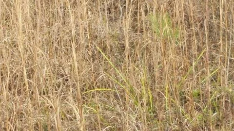Marsh Grass Camouflage Stock Photos