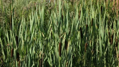 The marsh grass cane with green leaves and escapes is shaken on wind Stock Footage 78706967