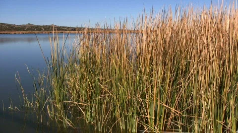 Marsh Grass Stock Footage 77231