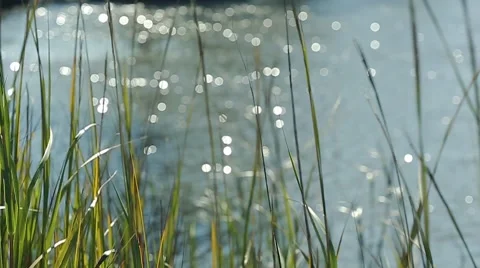 Marsh Grass Stock Footage 49106046