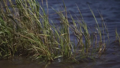Marsh Grass Video stock 81910760