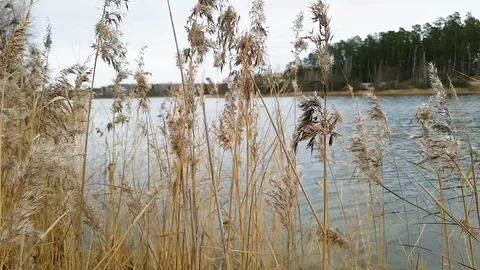 Marsh grass moving in the breeze Stock Footage 107903913