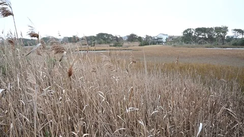Marsh grass moving in the wind at the marsh Stock Footage 123257160
