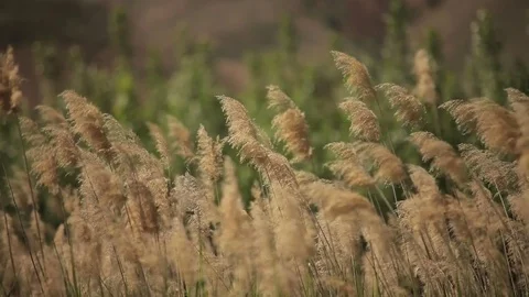 Marsh grass, Rush, Cane and Wind blowing Stock Footage 77213024