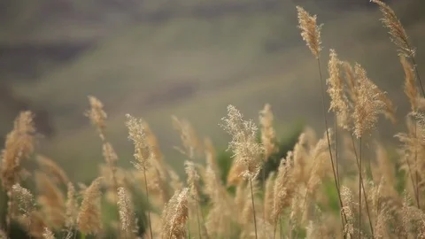 Marsh grass, Rush, Cane and Wind blowing Stock Footage 77216112
