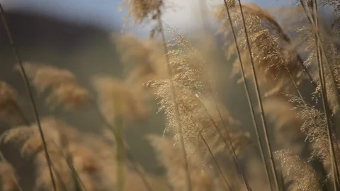 Marsh grass, Rush, Cane and Wind blowing 스톡 동영상 77222497