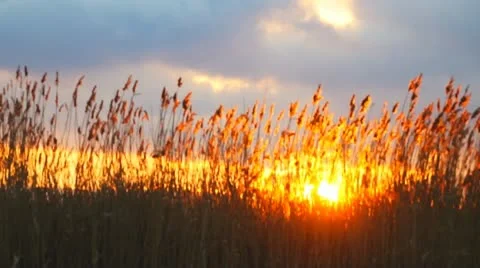 Marsh Grass Sunrise 스톡 동영상 10719718