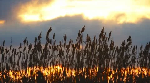 Marsh Grass Sunrise Stock Footage 10719853
