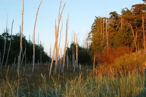 Marsh grasses and dead trees, Cabbage Island, Southern Gulf Islands, British  Foto stock