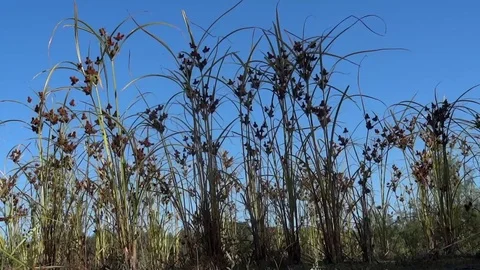 Marsh grasses in bright spots and taking shape in the blue sky Stock Footage 78221622