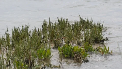 Marsh grasses hit by the waves of lagoon. Vidéo 94570203